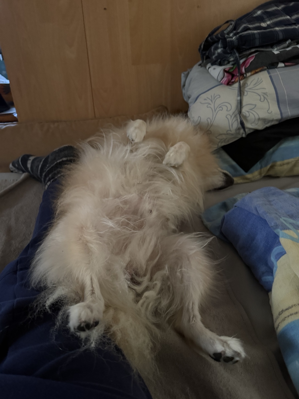 Milo liegt entspannt auf dem Rücken zwischen Kissen und Decken.